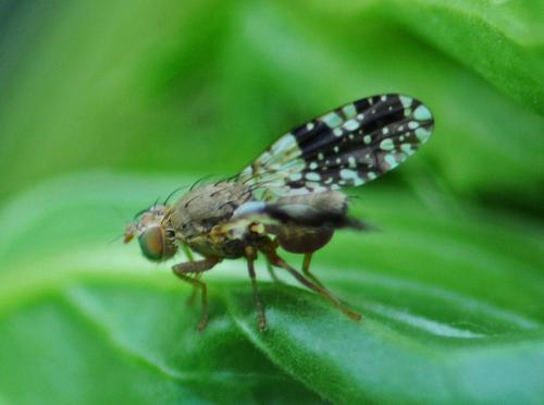 Tephritis conura